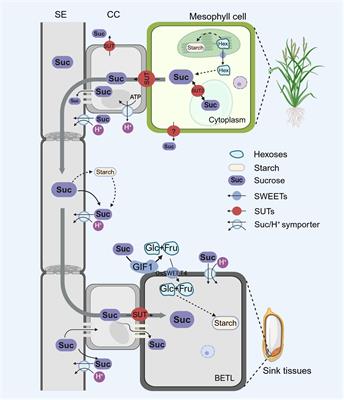 Research progress and application strategies of sugar transport mechanisms in rice